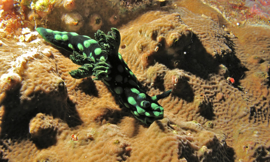  Nembrotha cristata (Sea Slug)